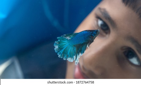 Excited Kid Watching Fish Tank Aquarium With Colorful Fighter Fish.