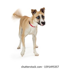 Excited Large Mixed Breed Dog Walking Forward Over White Background Wagging Tail With Motion Blur