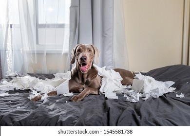 Excited playful pointer dog with tongue out lying on bed in bedroom among scraps of toilet paper