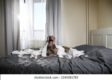 Excited playful pointer dog with tongue yawns out lying on bed in bedroom among scraps of toilet paper