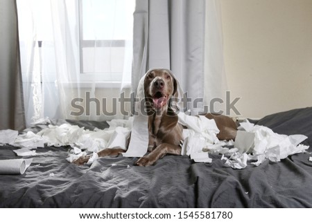 Excited playful pointer dog with tongue out lying on bed in bedroom among scraps of toilet paper
