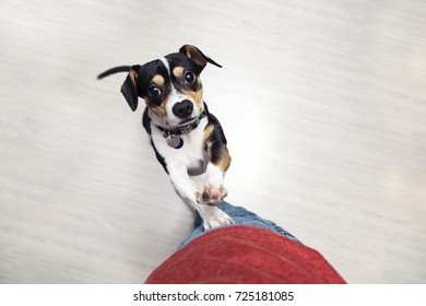 An excited puppy jumping up on owner's leg. - Shutterstock ID 725181085