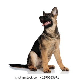 Excited Wolf Dog Pants While Looking Up To Side And Sitting On White Background