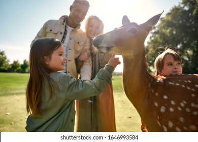 Exciting experience. Cute little girl watching and stroking young dappled deer with food while spending great time with her family in zoo. National Park. Animals