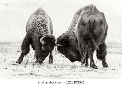 Exciting Scene With Fighting American Bison (buffalo) In Winter On The Snow.