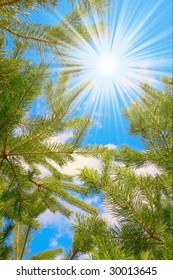 Exciting  view of sun and pine  branches.