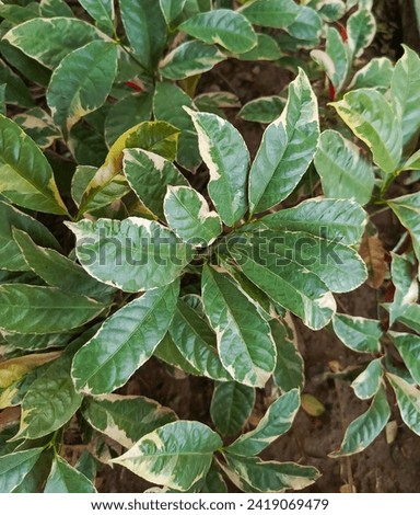 Excoecaria cochinchinensis, a green plant with white margins on its leaves