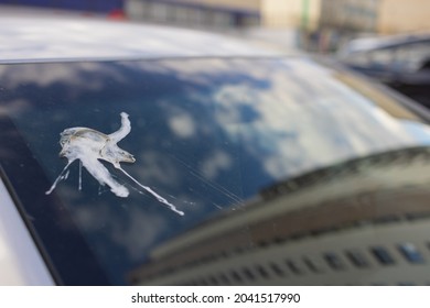 excrement of bird on car very dirty.