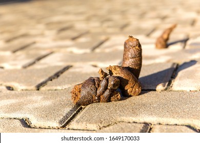 322 Dog dung on the floor Images, Stock Photos & Vectors | Shutterstock