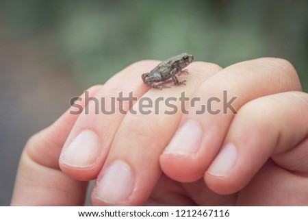 Exemplar recently born of common toad (Bufo bufo) on hand