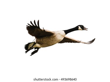Exempted flying Canada goose against white background