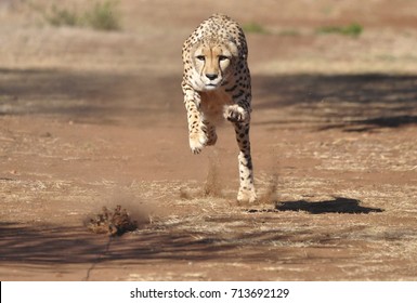 Exercising Cheetah: Chasing A Lure, Almost There!