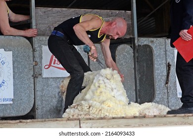 EXETER, DEVON - MAY 18, 2017 Devon County Agricultural Show - Sheep Shearing competition (hand shears) standing