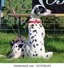 EXETER, DEVON - MAY 18, 2017 Devon County Agricultural Show - Dog Show With Handler, Green Grass And Leads