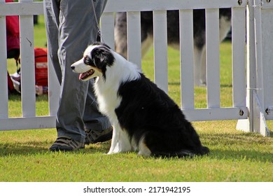 EXETER, DEVON - MAY 18, 2017 Devon County Agricultural Show - Dog Show With Handler, Green Grass And Leads