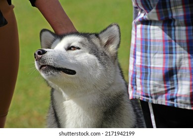 EXETER, DEVON - MAY 18, 2017 Devon County Agricultural Show - Dog Show With Handler, Green Grass And Leads