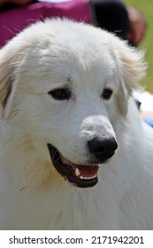 EXETER, DEVON - MAY 18, 2017 Devon County Agricultural Show - Dog Show With Handler, Green Grass And Leads