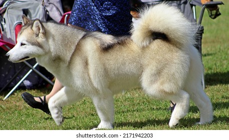 EXETER, DEVON - MAY 18, 2017 Devon County Agricultural Show - Dog Show With Handler, Green Grass And Leads