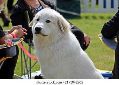 EXETER, DEVON - MAY 18, 2017 Devon County Agricultural Show - Dog Show With Handler, Green Grass And Leads