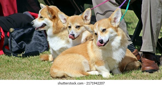 EXETER, DEVON - MAY 18, 2017 Devon County Agricultural Show - Dog Show With Handler, Green Grass And Leads