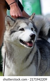 EXETER, DEVON - MAY 18, 2017 Devon County Agricultural Show - Dog Show With Handler, Green Grass And Leads