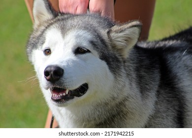 EXETER, DEVON - MAY 18, 2017 Devon County Agricultural Show - Dog Show With Handler, Green Grass And Leads