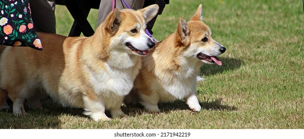 EXETER, DEVON - MAY 18, 2017 Devon County Agricultural Show - Dog Show With Handler, Green Grass And Leads