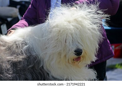 EXETER, DEVON - MAY 18, 2017 Devon County Agricultural Show - Dog Show With Handler, Green Grass And Leads