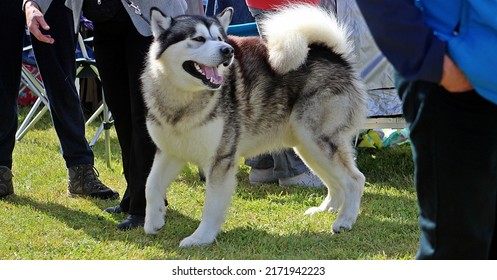 EXETER, DEVON - MAY 18, 2017 Devon County Agricultural Show - Dog Show With Handler, Green Grass And Leads