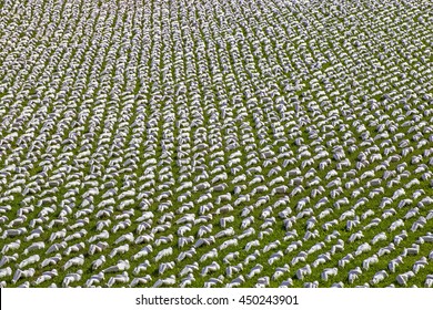 Exeter, Devon, UK, July 6 2016 - Artist Rob Heards Installation At A Public Park Exeter, Symbolising The 19240 Troops That Died On The First Day Of The Battle Of The Somme By Creating 19240 Figurines