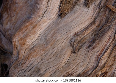 Exfoliating furrowed grey brown aging bark of California Juniper, Juniperus Californica, Cupressaceae, native evergreen arborescent shrub in Joshua Tree National Park, Southern Mojave Desert, Winter.