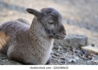 Exhausted Baby Goat Lies On The Ground And Sleeps In Animal Park Bretten, Germany