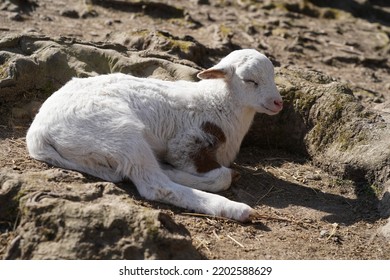 Exhausted Baby Goat Lies On The Ground And Sleeps In Animal Park Bretten, Germany