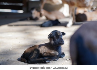 Exhausted Baby Goat Lies On The Ground And Sleeps In Animal Park Bretten, Germany