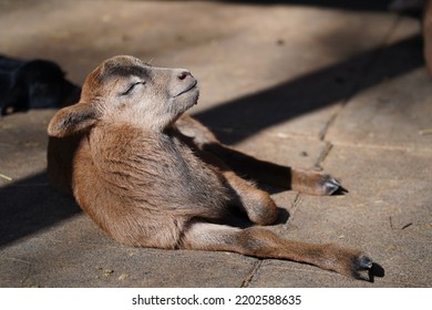 Exhausted Baby Goat Lies On The Ground And Sleeps In Animal Park Bretten, Germany