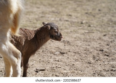 Exhausted Baby Goat Lies On The Ground And Sleeps In Animal Park Bretten, Germany