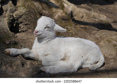 Exhausted Baby Goat Lies On The Ground And Sleeps In Animal Park Bretten, Germany