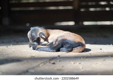 Exhausted Baby Goat Lies On The Ground And Sleeps In Animal Park Bretten, Germany