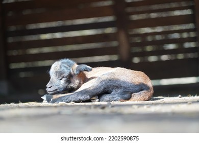 Exhausted Baby Goat Lies On The Ground And Sleeps In Animal Park Bretten, Germany