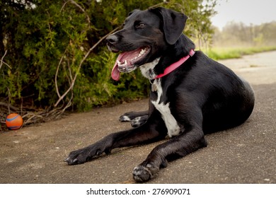 Exhausted Black Dog Panting In The Shade