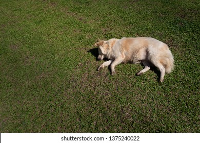 Exhausted Dog From Heat Are Laying Down On Grass Like A Dead Dog.