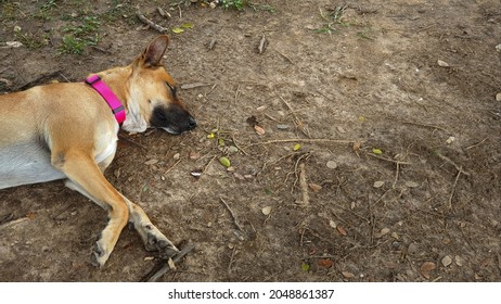 Exhausted Dog With Pink Collar From Heat Are Laying Down On Grass Like A Dead Dog.