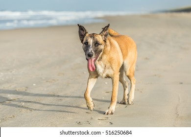 An Exhausted Dog Runs On The Beach, With Tongue From The Mouth And Look With Bright Open Eyes To The Camera