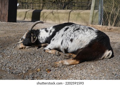 Exhausted Goats Lying On The Ground And Sleeps In Animal Park Bretten, Germany