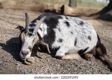 Exhausted Goats Lying On The Ground And Sleeps In Animal Park Bretten, Germany