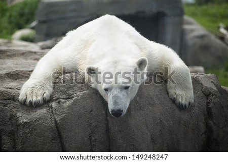 Exhausted / Polar Bear laying across a rock