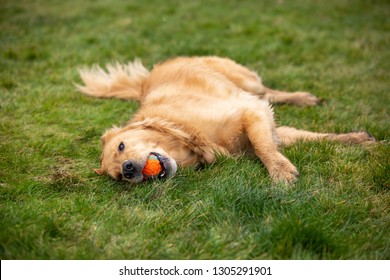 Exhausted Purebred Golden Retriever Dog Laying On A Green Lawn With A Tennis Ball