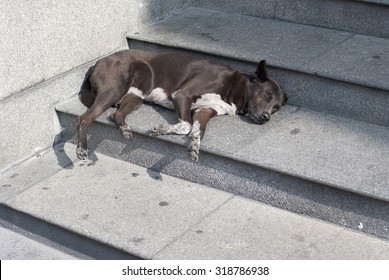 Exhausted Stray Dog Sleeping On A Hot Stair