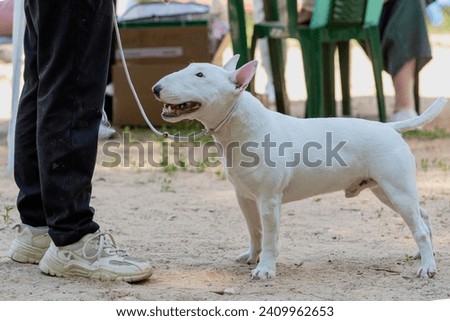 Exhibition dog bull terrier posing at a dog show.