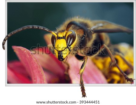 Similar – Image, Stock Photo Cuddly Nature Plant Animal